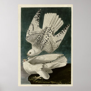 Poster Islande, Jer Falcon, d'Audubon Birds of America