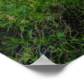 Poster Islande - Maison verte (Coin)