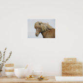 Poster Islande. Portrait de cheval islandais. (Cuisine)