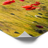 Poster Italie, Toscane, Poppies dans le champ de blé de p (Coin)