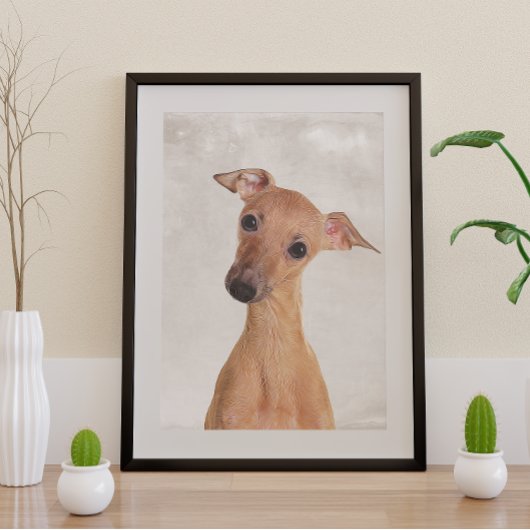 Poster italien Greyhound