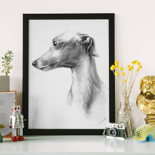Poster Italien Greyhound Whippet portrait de chien dessin