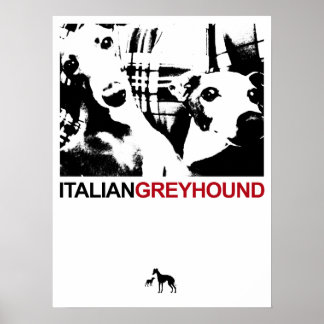 Poster Italien Greyhound White