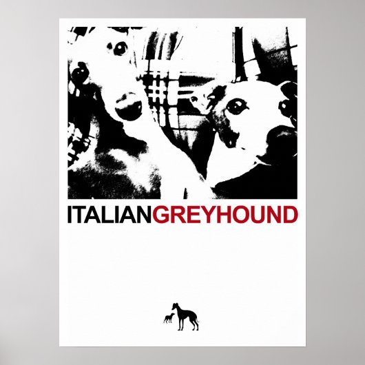 Poster Italien Greyhound White (Devant)