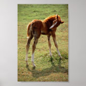 Poster Itchy Foal (Devant)