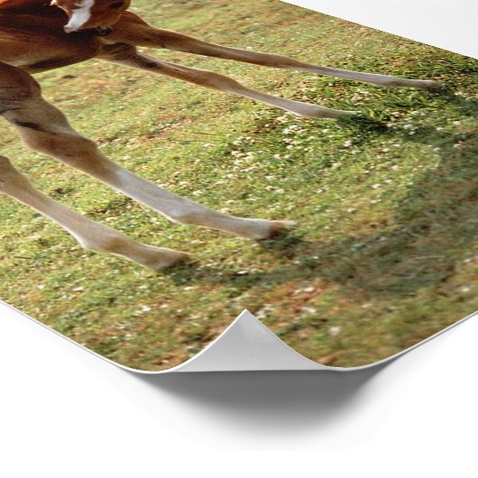 Poster Itchy Foal (Coin)