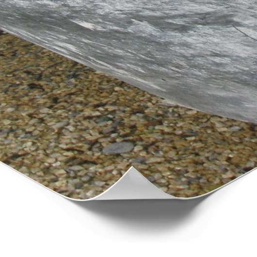 Poster Ivory Zinnias (Coin)