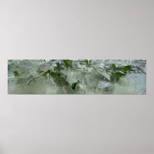 Poster Ivy glacé, (Devant)