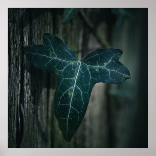 Poster Ivy Leaf Nature Photo (Devant)