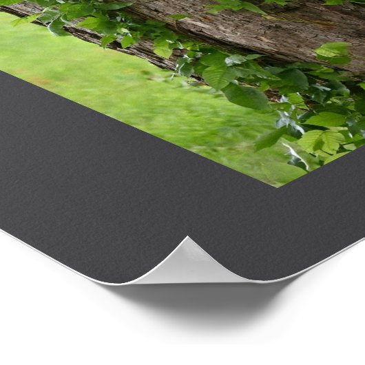 Poster Ivy sur l'affiche de l'arbre (Coin)