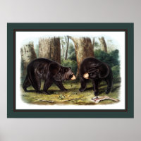 J.W. Audubon - Ursus Americanus (Ours Noir)
