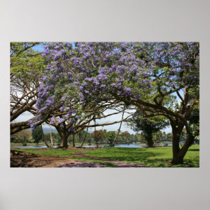 Poster Jacaranda en fleurs