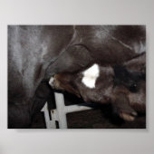 Poster Jack Boit du lait (Devant)