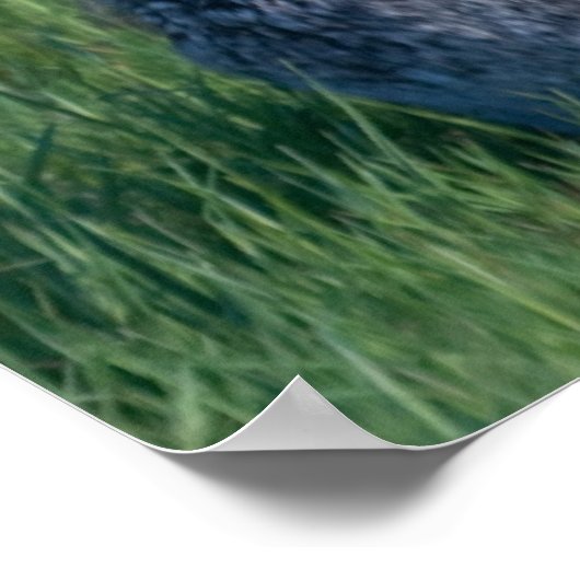 Poster Jack Rabbit (Coin)