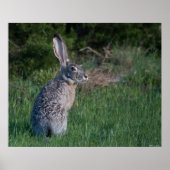 Poster Jack Rabbit (Devant)