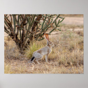 Poster Jack Rabbit Cactus Père Noël Fe Nouveau Mexique Po