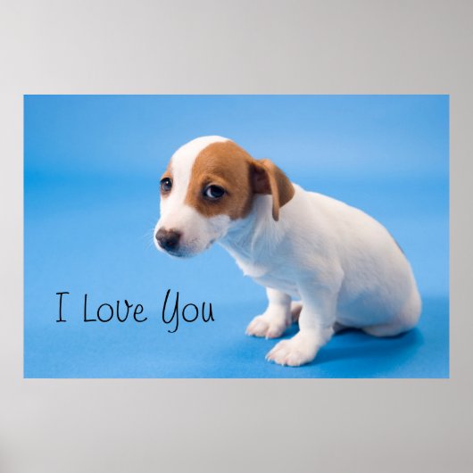 Poster Jack Russell Puppy (Devant)