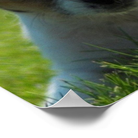 Poster Jack Russell Puppy Imprimer (Coin)
