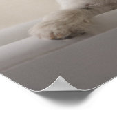 Poster Jack russell terrier. (Coin)