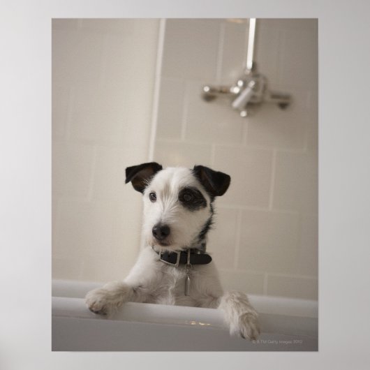 Poster Jack russell terrier. (Devant)