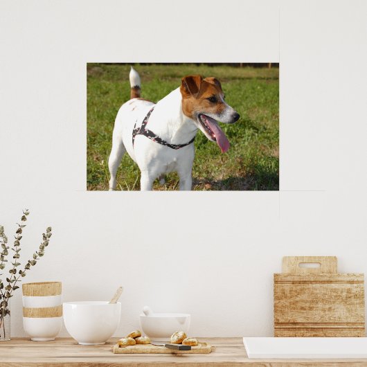 Poster Jack Russell Terrier (Cuisine)