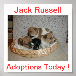 Poster Jack Russell Terrier Dog Adoptions Today Sign