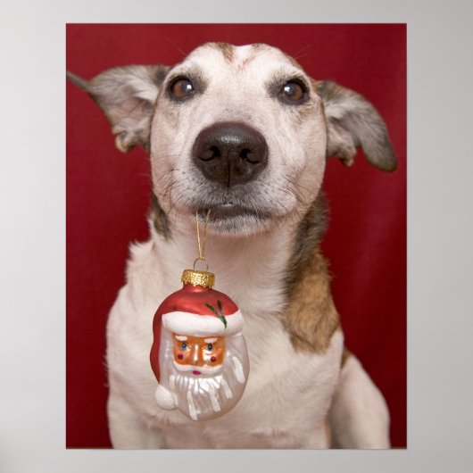 Poster Jack Russell Terrier Holding Ornament de Noël (Devant)