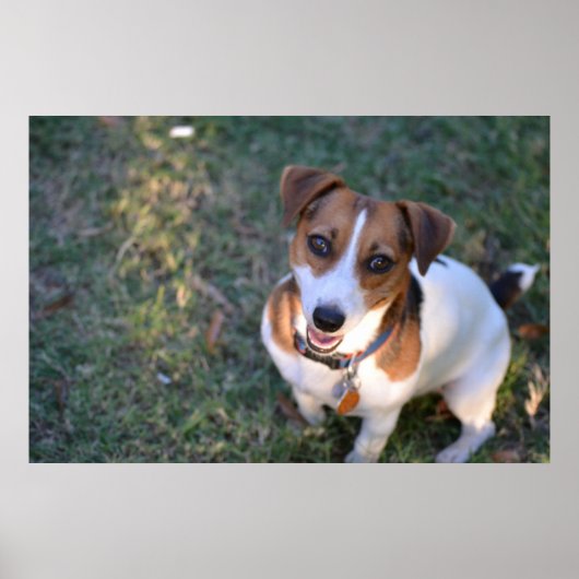 Poster Jack Russell Terrier souriant (Devant)