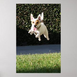 Poster Jack Russell Terrier volant (haché)