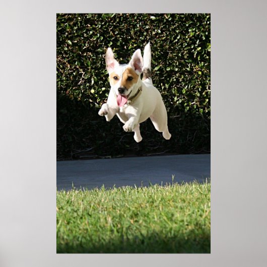 Poster Jack Russell Terrier volant (haché) (Devant)