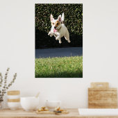 Poster Jack Russell Terrier volant (haché) (Cuisine)