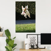 Poster Jack Russell Terrier volant (haché) (Bureau à domicile)