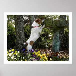 POSTER JACK RUSSELL TERRIOR