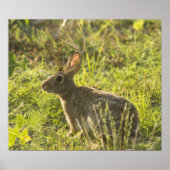 Poster Jackalope 1 (Devant)