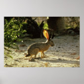 Poster Jackalope occidentale (Devant)