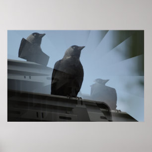 Poster Jackdaw
