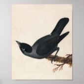 Poster Jackdaw | William Lewin (Devant)