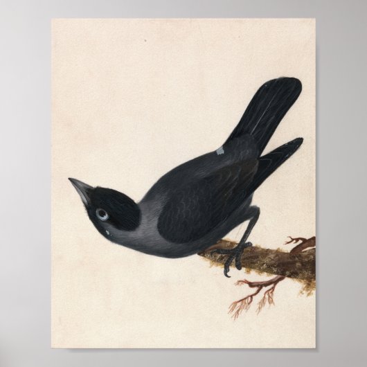 Poster Jackdaw | William Lewin (Devant)