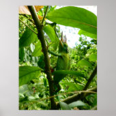 Poster Jackson Chameleon (Devant)