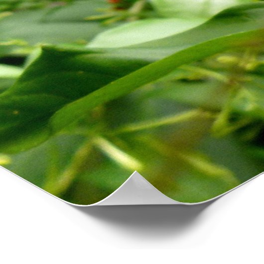 Poster Jackson Chameleon (Coin)