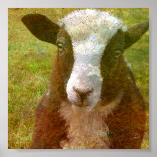 Poster Jacob Lamb (Devant)