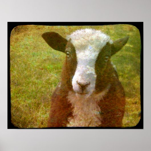 Poster Jacob Lamb (Devant)