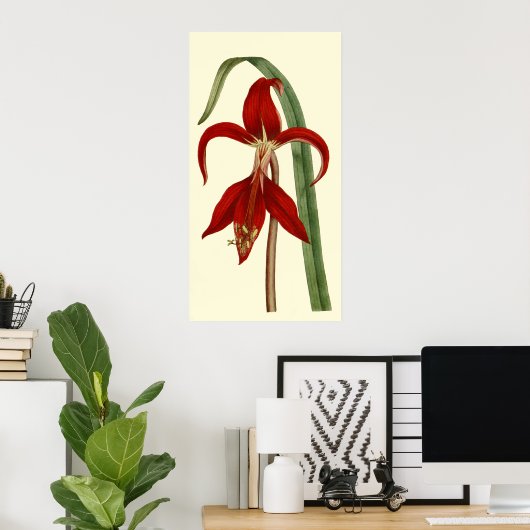 Poster Jacobbaean Amaryllis (Bureau à domicile)
