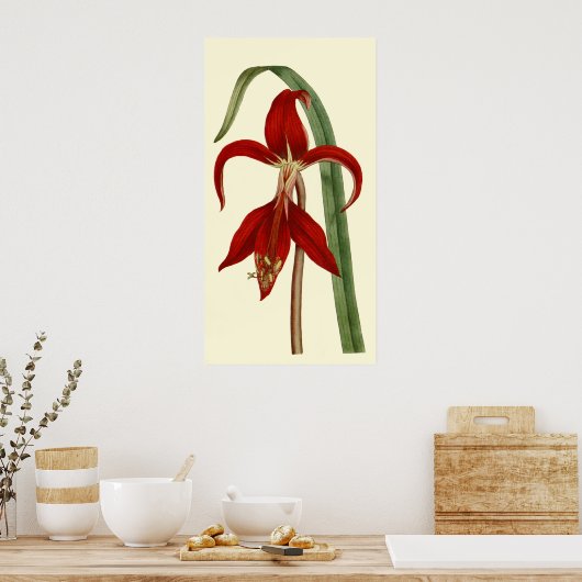Poster Jacobbaean Amaryllis (Cuisine)