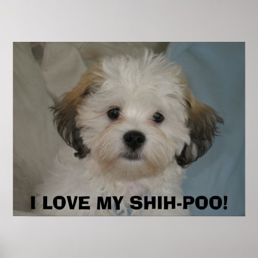 POSTER J'ADORE MON CHIH-POO ! (Devant)