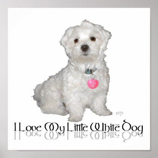 Poster J'adore mon petit chien blanc - Maltese ! (Devant)
