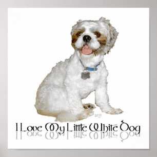 Poster J'adore mon petit chien blanc - Shih Tzu