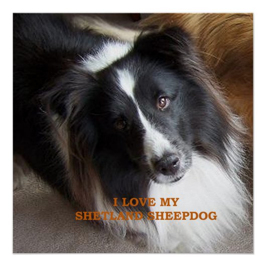 Poster J'adore mon Shetland Sheepdog (Devant)