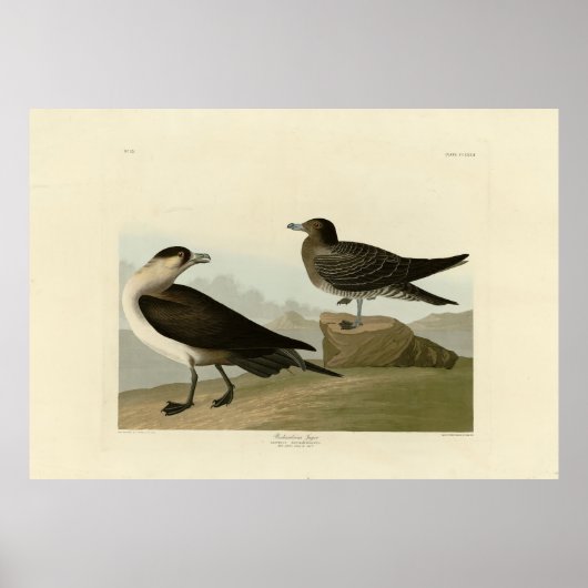 Poster Jager de Richardson de Audubon's Birds of America (Devant)