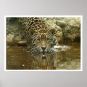 Poster Jaguar (Devant)